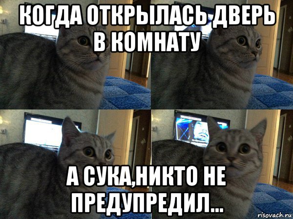 когда открылась дверь в комнату а сука,никто не предупредил..., Мем  Кот в шоке