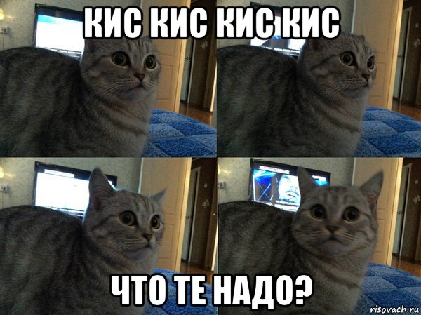 кис кис кис кис что те надо?, Мем  Кот в шоке