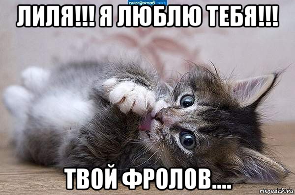 лиля!!! я люблю тебя!!! твой фролов...., Мем  котенок