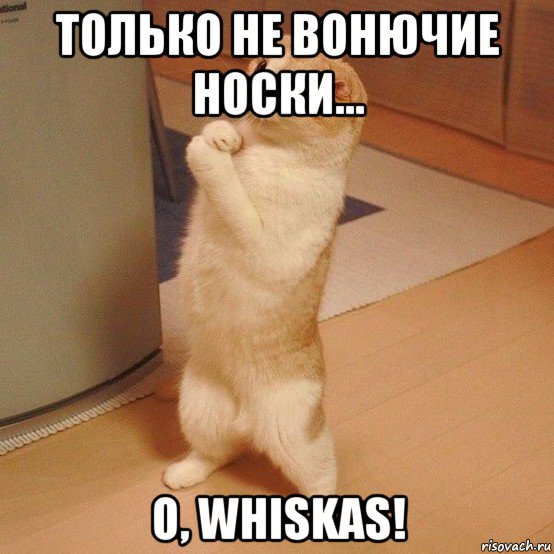 только не вонючие носки... о, whiskas!, Мем  котэ молится