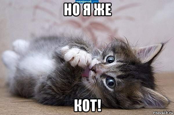 но я же кот!