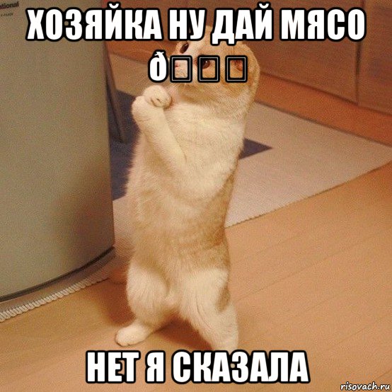 Мем  котэ молится