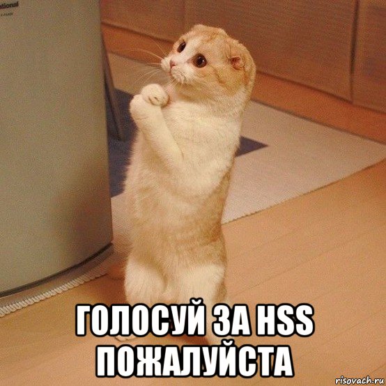  голосуй за hss пожалуйста, Мем  котэ молится