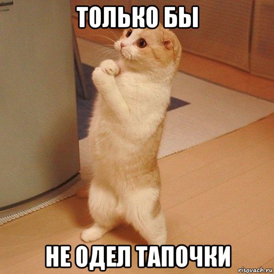 только бы не одел тапочки, Мем  котэ молится