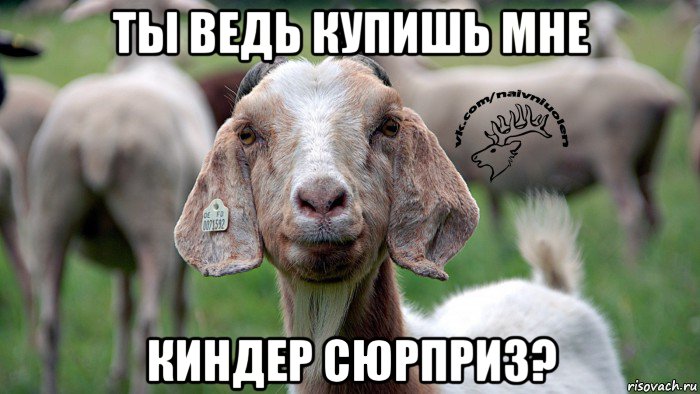 ты ведь купишь мне киндер сюрприз?