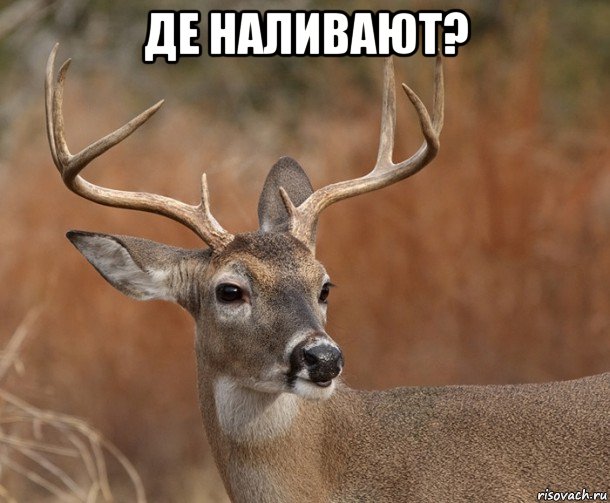 де наливают? , Мем  Наивный Олень v2