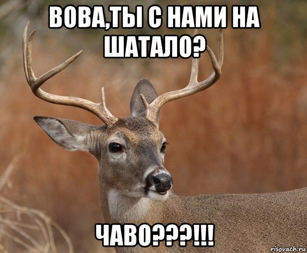 вова,ты с нами на шатало? чаво???!!!, Мем  Наивный Олень v2