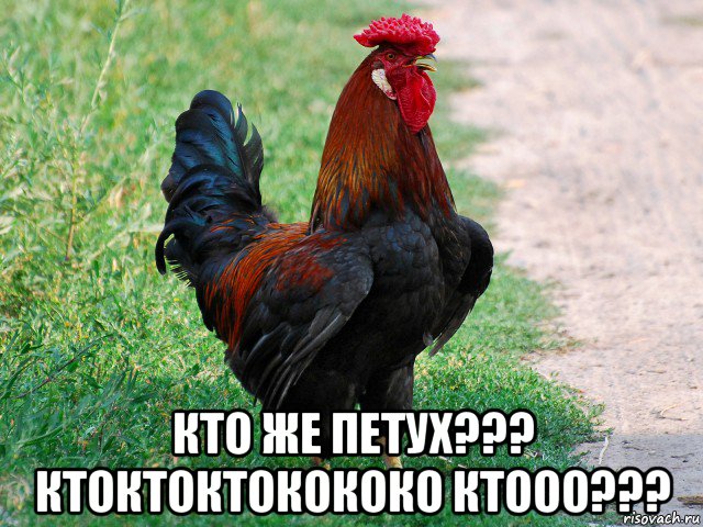  кто же петух??? ктоктоктокококо ктооо???