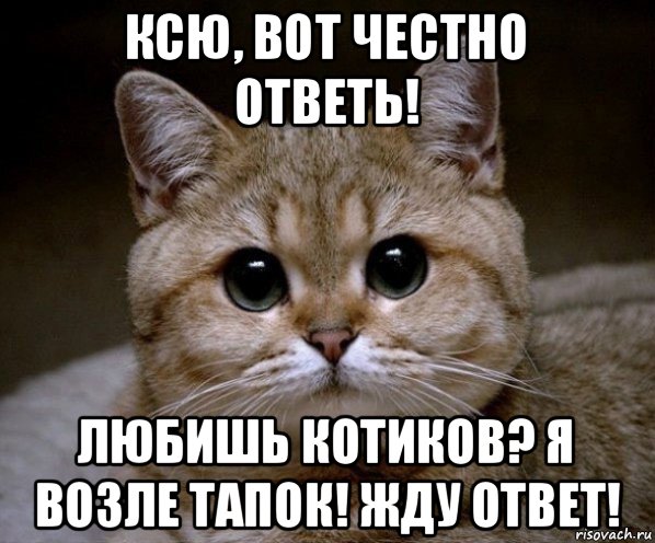 ксю, вот честно ответь! любишь котиков? я возле тапок! жду ответ!, Мем Пидрила Ебаная