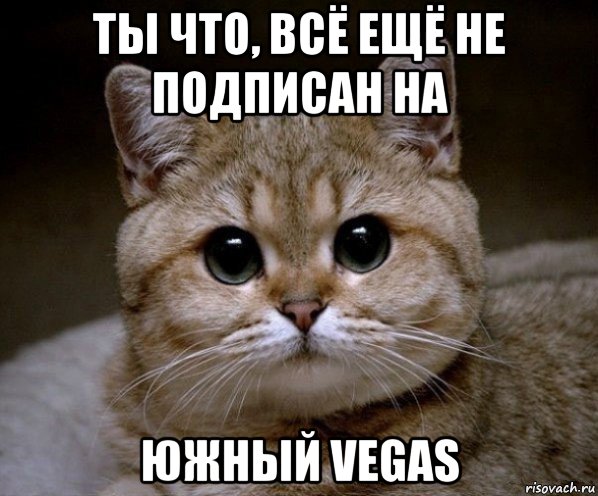 ты что, всё ещё не подписан на южный vegas, Мем Пидрила Ебаная