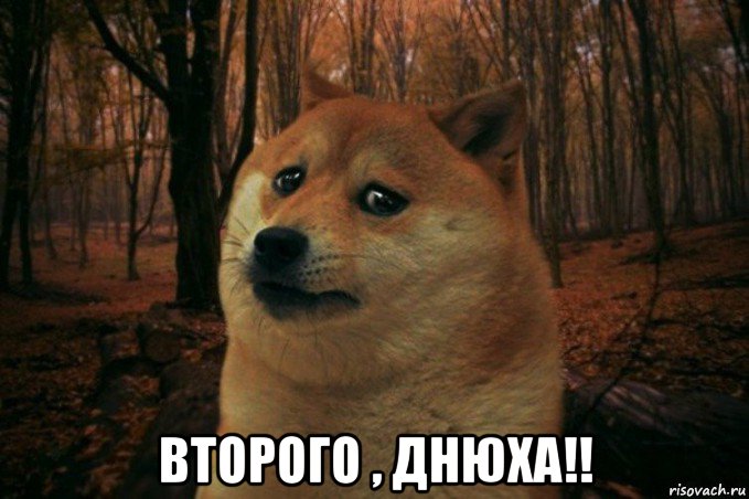  второго , днюха!!, Мем SAD DOGE