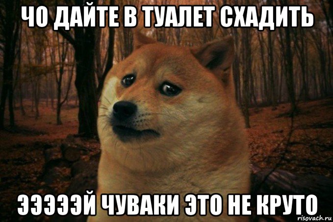 чо дайте в туалет схадить эээээй чуваки это не круто, Мем SAD DOGE