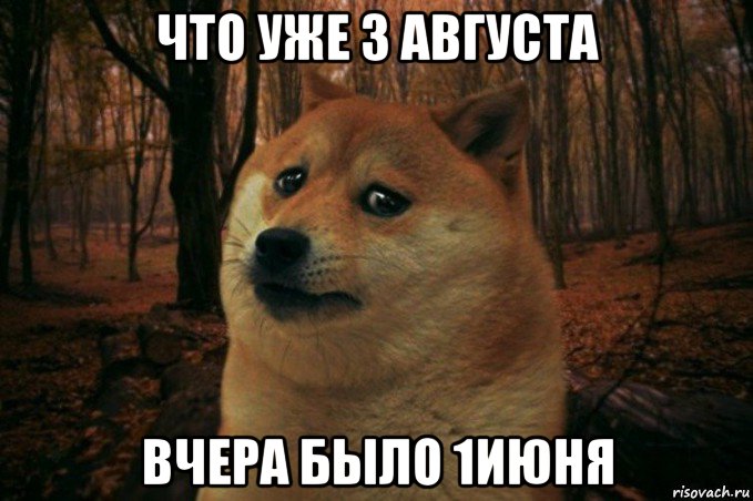 что уже 3 августа вчера было 1июня, Мем SAD DOGE