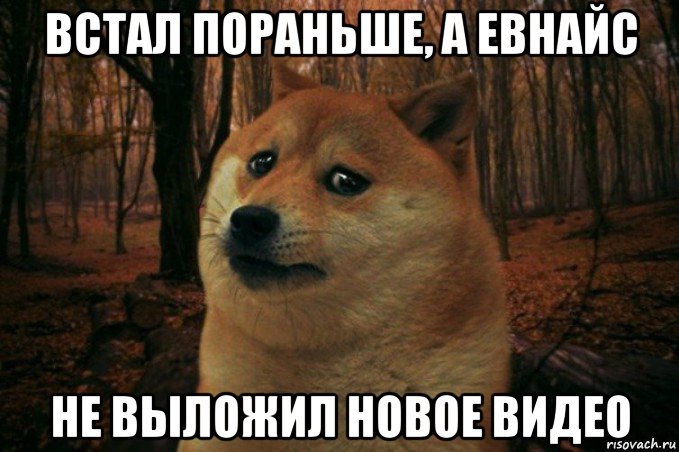 встал пораньше, а евнайс не выложил новое видео, Мем SAD DOGE