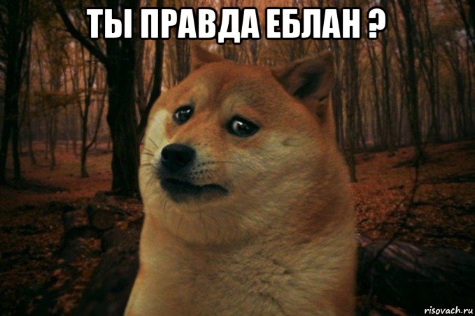 ты правда еблан ? , Мем SAD DOGE