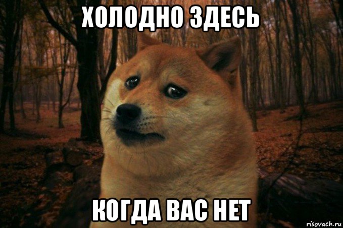 холодно здесь когда вас нет, Мем SAD DOGE