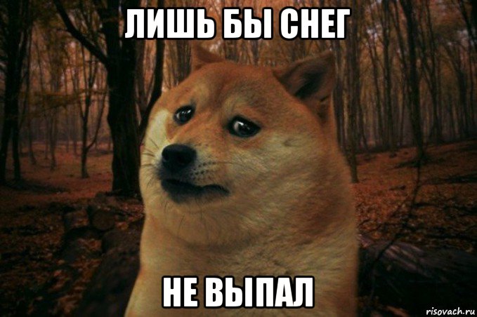 лишь бы снег не выпал, Мем SAD DOGE