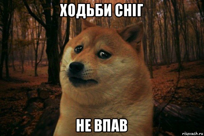 ходьби сніг не впав, Мем SAD DOGE