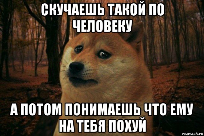 скучаешь такой по человеку а потом понимаешь что ему на тебя похуй, Мем SAD DOGE