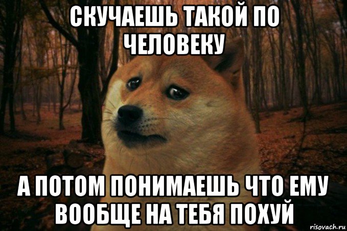 скучаешь такой по человеку а потом понимаешь что ему вообще на тебя похуй, Мем SAD DOGE