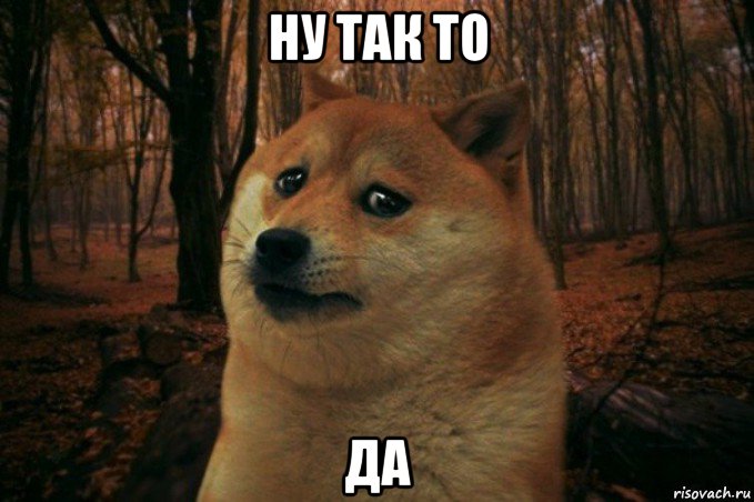 ну так то да, Мем SAD DOGE