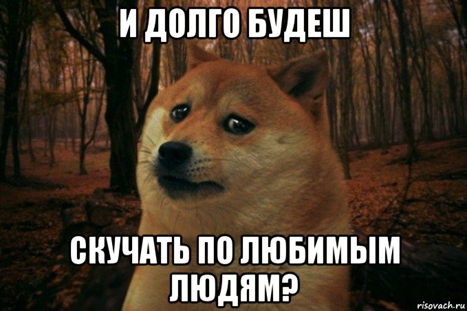 и долго будеш скучать по любимым людям?, Мем SAD DOGE