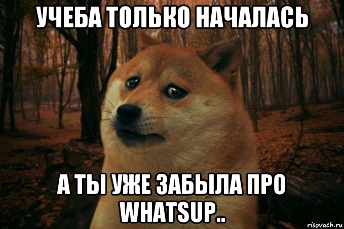 учеба только началась а ты уже забыла про whatsup.., Мем SAD DOGE