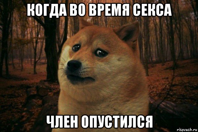 когда во время секса член опустился, Мем SAD DOGE