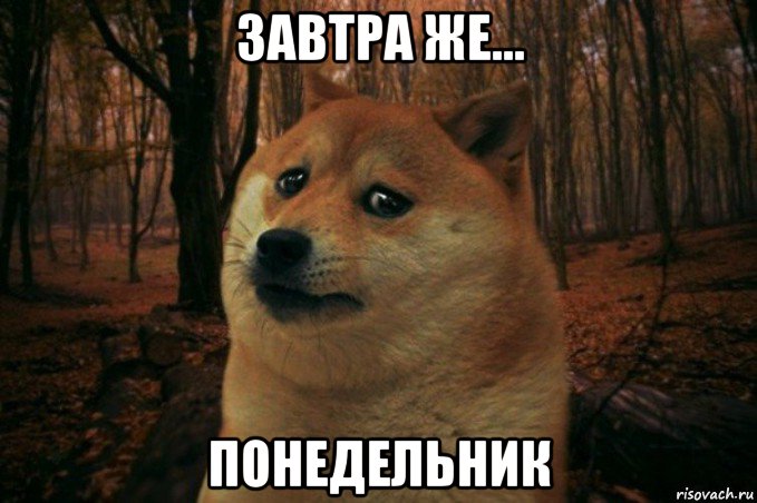 завтра же... понедельник, Мем SAD DOGE