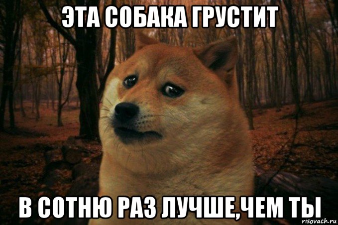 эта собака грустит в сотню раз лучше,чем ты, Мем SAD DOGE