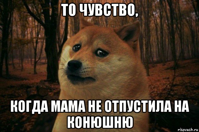 то чувство, когда мама не отпустила на конюшню, Мем SAD DOGE