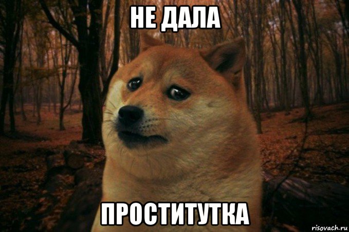 не дала проститутка, Мем SAD DOGE