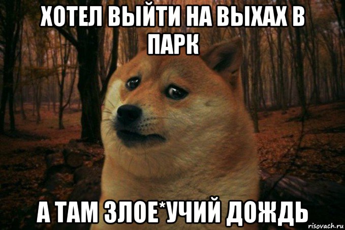 хотел выйти на выхах в парк а там злое*учий дождь, Мем SAD DOGE