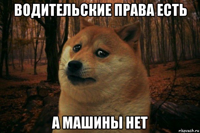 водительские права есть а машины нет, Мем SAD DOGE