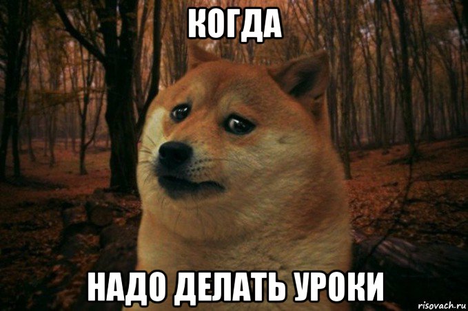 когда надо делать уроки, Мем SAD DOGE