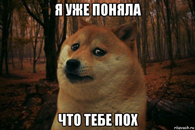 я уже поняла что тебе пох, Мем SAD DOGE