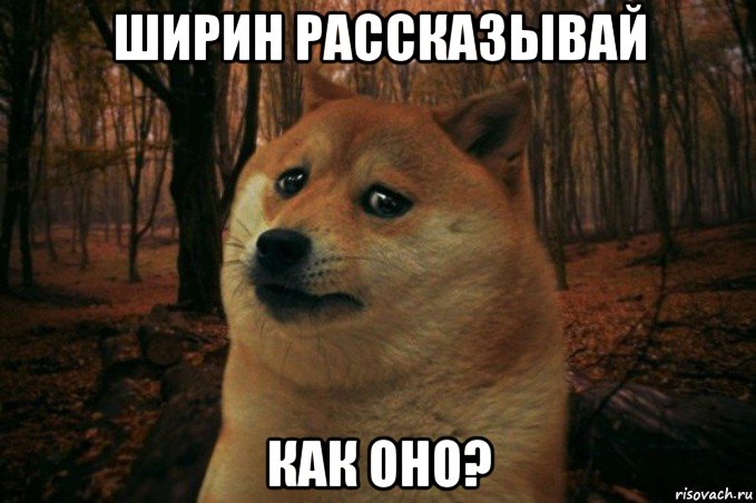 ширин рассказывай как оно?, Мем SAD DOGE