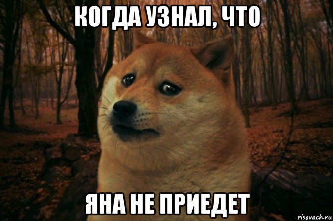 когда узнал, что яна не приедет, Мем SAD DOGE