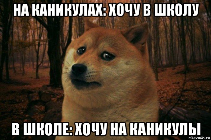 на каникулах: хочу в школу в школе: хочу на каникулы, Мем SAD DOGE