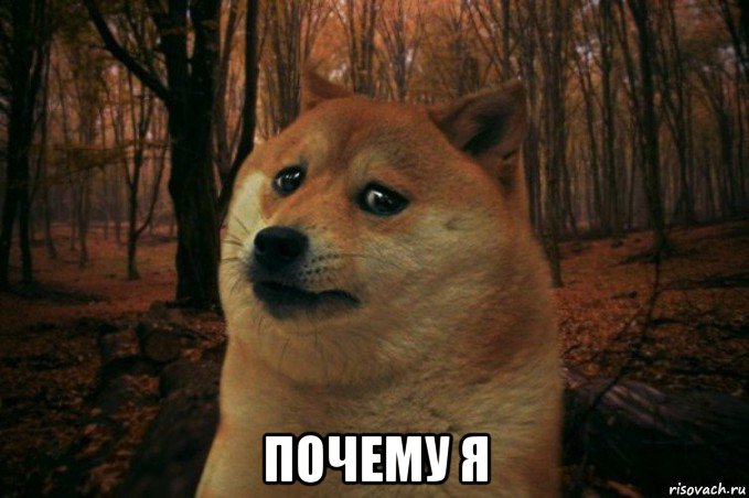  почему я, Мем SAD DOGE