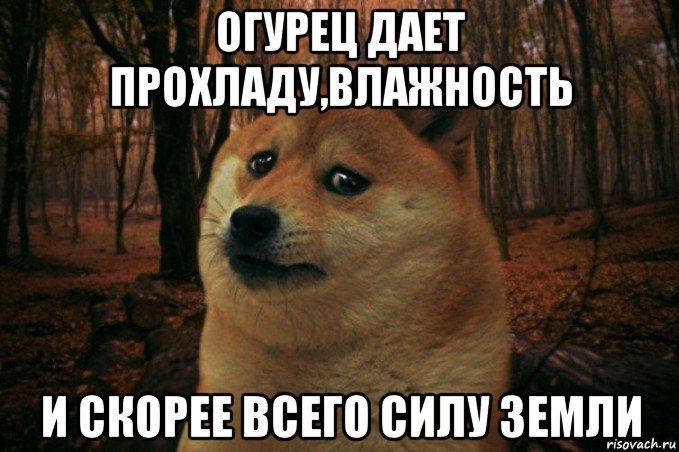 огурец дает прохладу,влажность и скорее всего силу земли, Мем SAD DOGE