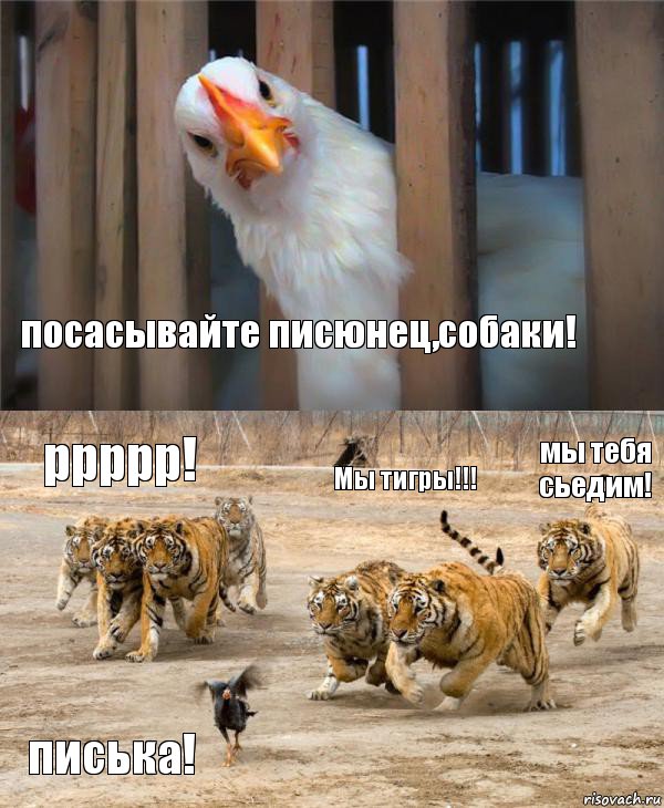 посасывайте писюнец,собаки! ррррр! Мы тигры!!! мы тебя сьедим! писька!