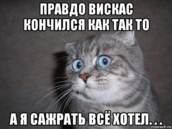 правдо вискас кончился как так то а я сажрать всё хотел. . ., Мем  удивлённый кот