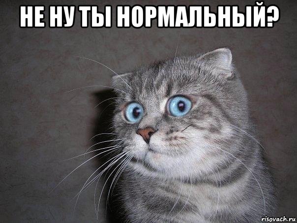 не ну ты нормальный? , Мем  удивлённый кот