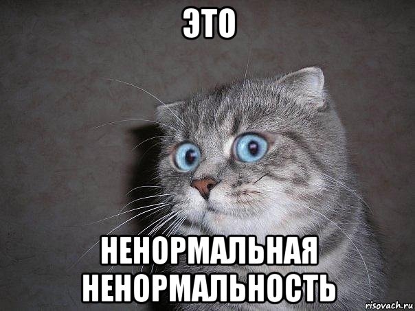 это ненормальная ненормальность, Мем  удивлённый кот