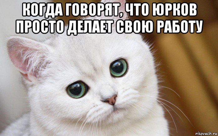 когда говорят, что юрков просто делает свою работу , Мем  В мире грустит один котик