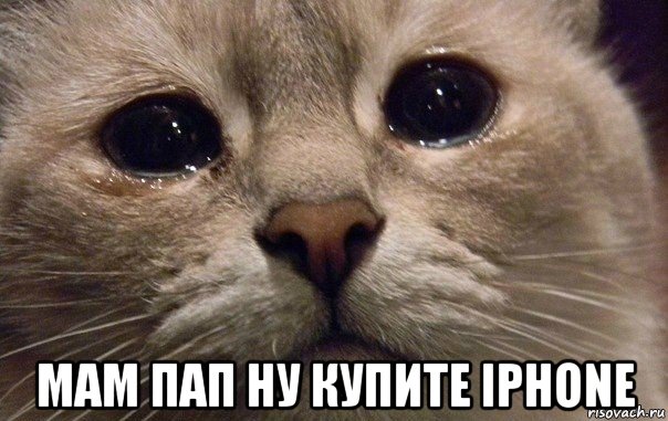  мам пап ну купите iphone, Мем   В мире грустит один котик