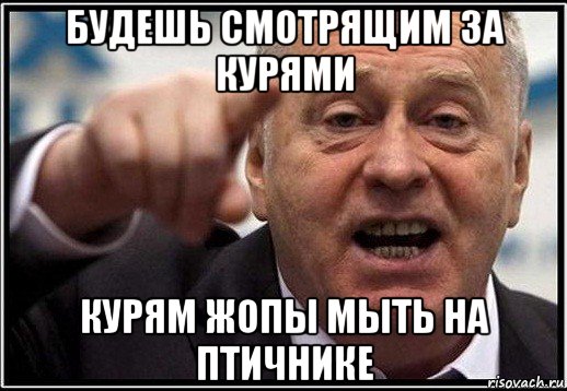 будешь смотрящим за курями курям жопы мыть на птичнике, Мем жириновский ты