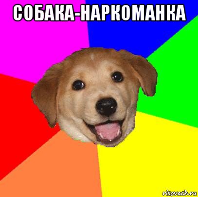 собака-наркоманка , Мем Advice Dog