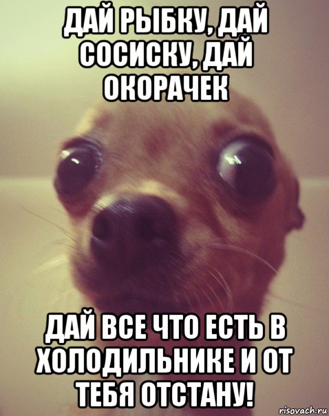 дай рыбку, дай сосиску, дай окорачек дай все что есть в холодильнике и от тебя отстану!, Мем  Аргументный аргумент